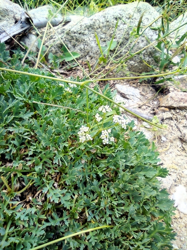 Aegokeras caespitosa, photograph 2