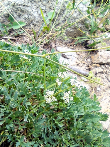 Aegokeras caespitosa, photograph 3