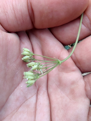 Aegokeras caespitosa, photograph 4