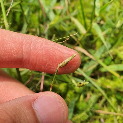 Image of Fimbristylis acuminata by (c) pbsg, some rights reserved (CC BY)