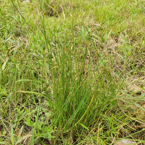 Image of Fimbristylis acuminata by (c) pbsg, some rights reserved (CC BY)