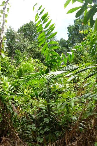 Image of Calamus vitiensis by (c) coenobita, some rights reserved (CC BY)