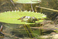 Euphlyctis hexadactyla