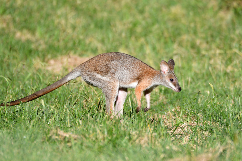 Black-striped Wallaby