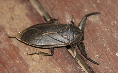 Lethocerus insulanus (Montandon, 1898)