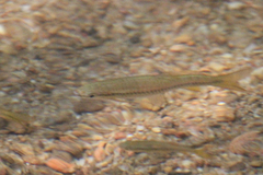 Rasbora dandia