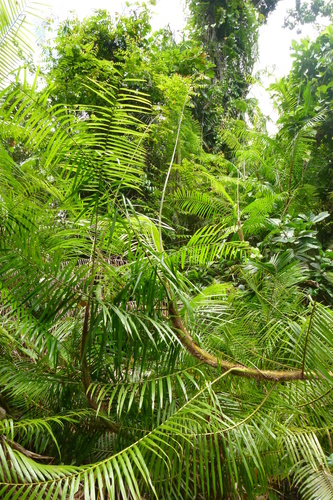Claudie River lawyer vine (Calamus warburgii)