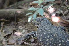 Varanus salvator salvator