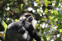 Semnopithecus vetulus