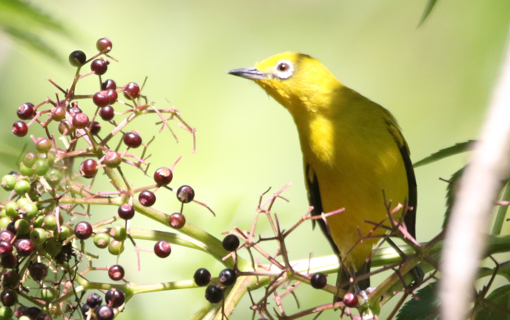 Ashy-Bellied White-Eye