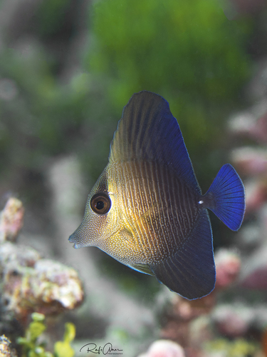 Brown Tang
