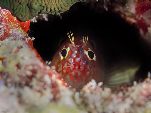 Fringed blenny (Mimoblennius cirrosus) — Blenniidae — 3