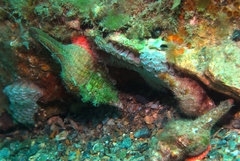 Propefusus australis