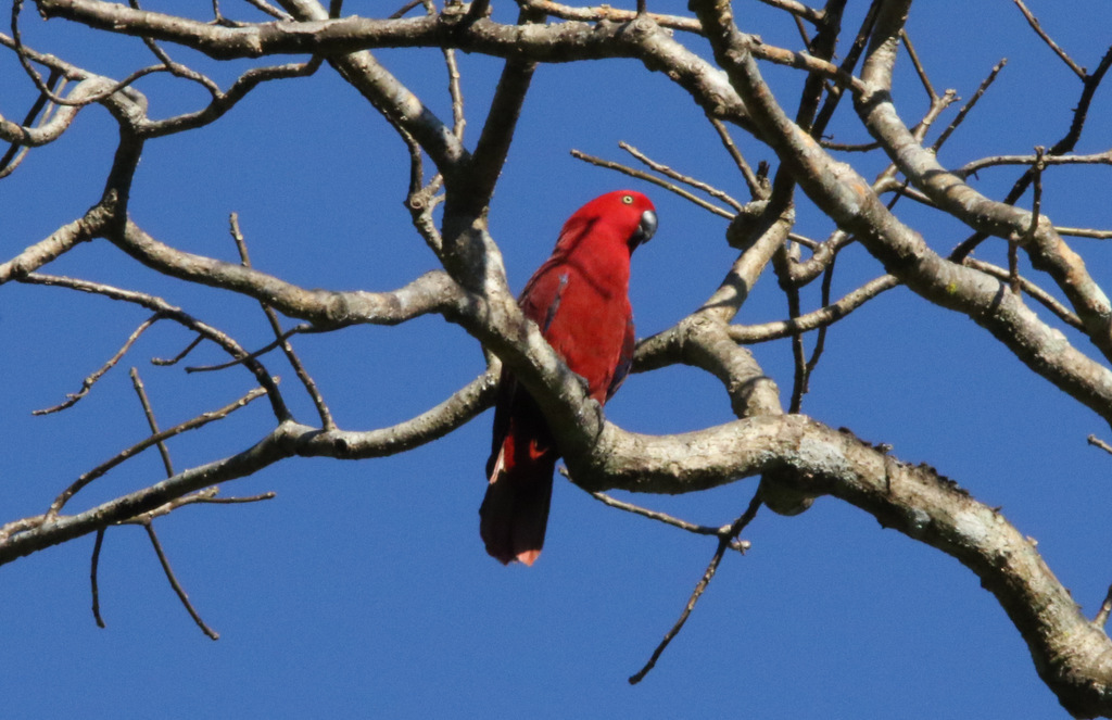 Sumba Eclectus (Eclectus cornelia) photo
