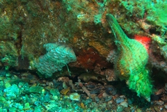 Propefusus australis