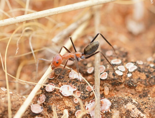 Iridomyrmex agilisIridomyrmex agilis