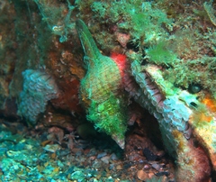 Propefusus australis