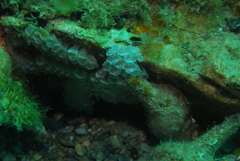 Propefusus australis
