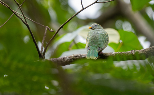 Black-chinned Fruit Dove (Ramphiculus leclancheri), photo 7