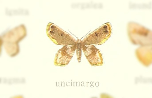 Chrysocraspeda uncimargo