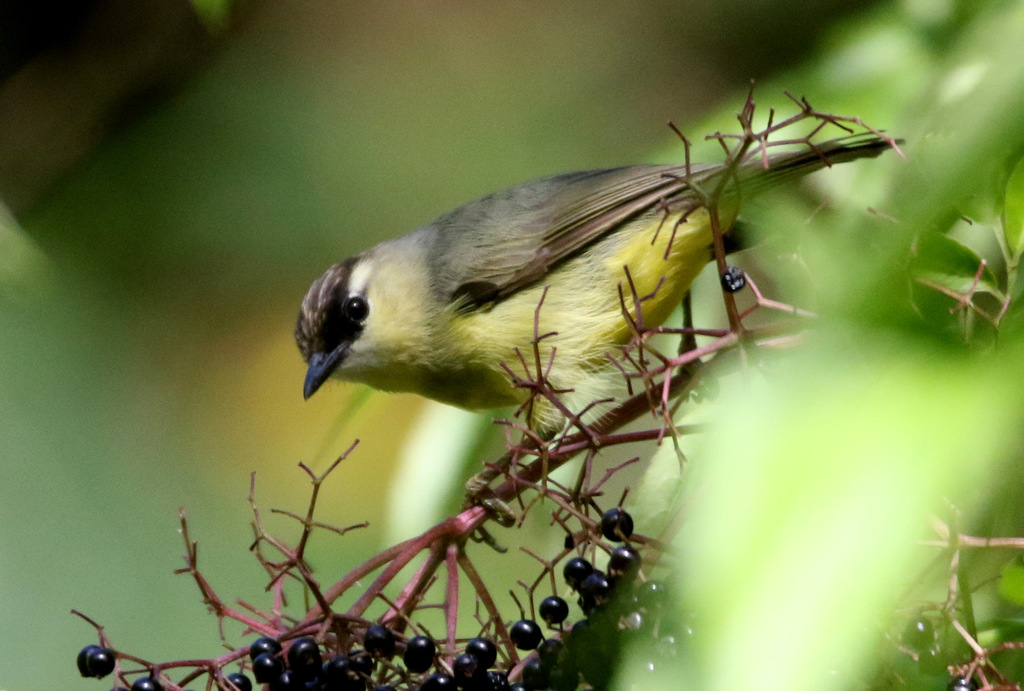 Dark-crowned Heleia (Heleia dohertyi) photo