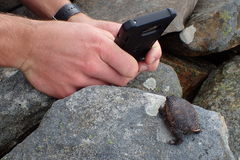 Breviceps acutirostris