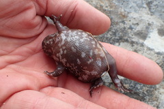 Breviceps acutirostris