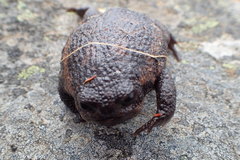 Breviceps acutirostris