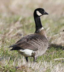 Branta hutchinsii leucopareia