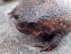 Breviceps acutirostris