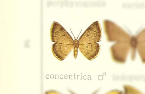 Chrysocraspeda concentrica