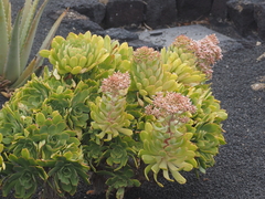 Aeonium lancerottense image