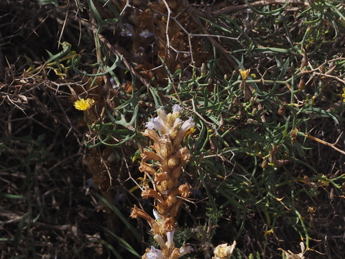 Phelipanche gratiosa image