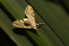 Cirrhochrista fuscusa