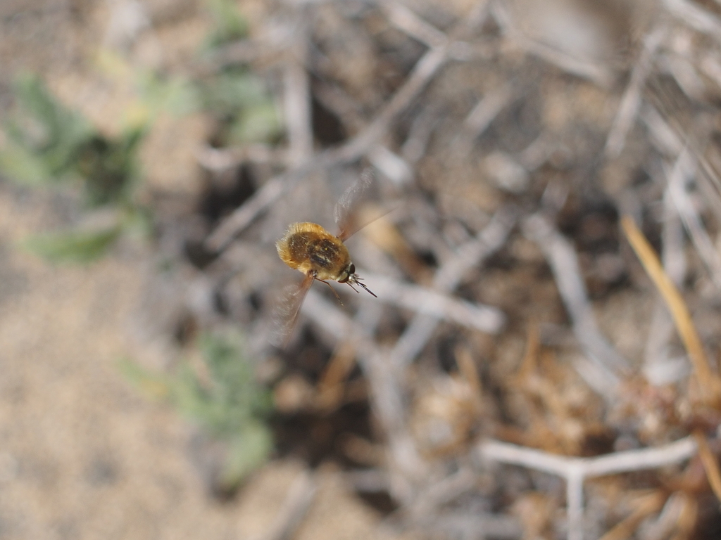 Bombylius pintuarius