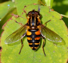 Helophilus obscurus