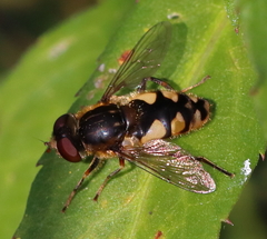 Parhelophilus rex