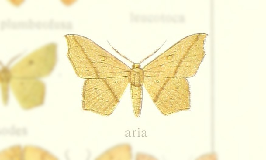 Traminda aria
