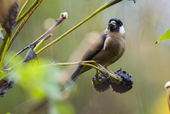 White-Cheeked Bullfinch photo 2