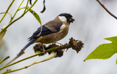 White-Cheeked Bullfinch photo 1