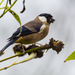 White-cheeked Bullfinch - Photo (c) Forest Botial-Jarvis, some rights reserved (CC BY-NC), uploaded by Forest Botial-Jarvis