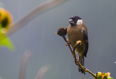 White-Cheeked Bullfinch photo 4