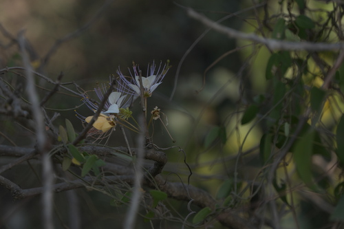 Crateva adansonii