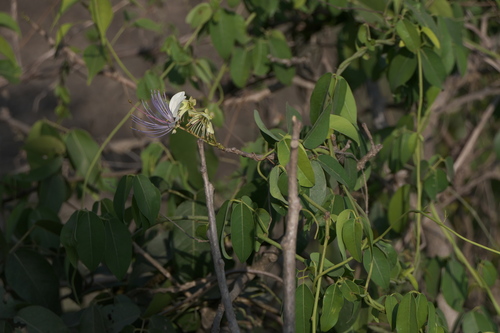 Crateva adansonii