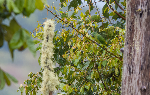 Montane Racket-tail (Prioniturus montanus)