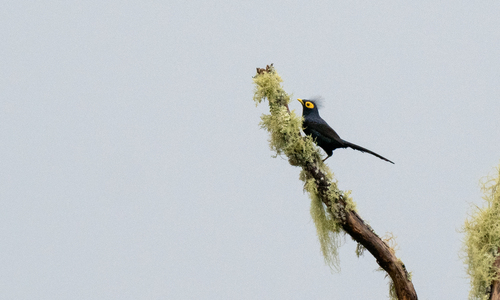 Apo Myna (Goodfellowia miranda), photo 6