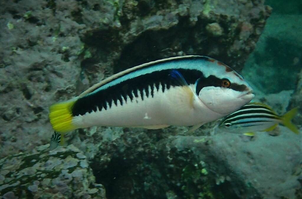 Comb wrasse (Coris picta) — Labridae