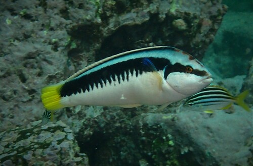 Comb wrasse (Coris picta) — Labridae