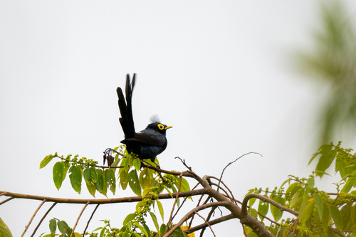 Apo Myna (Goodfellowia miranda), photo 7