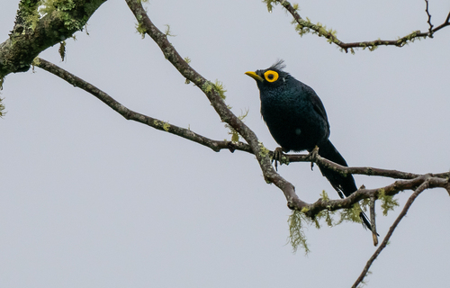 Apo Myna (Goodfellowia miranda), photo 8